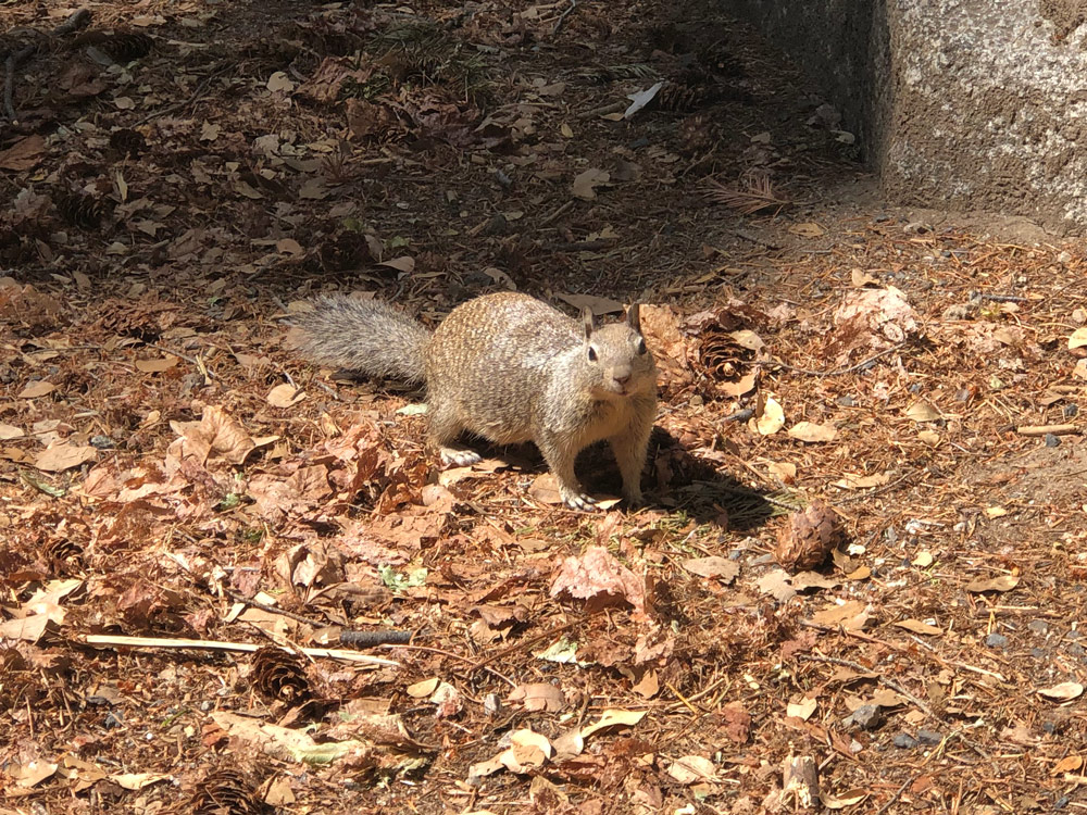 Hungry squirrel at Yosemite National Park
